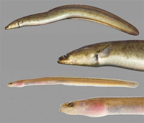 types of freshwater eel